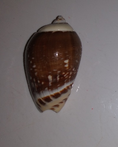 SHELL