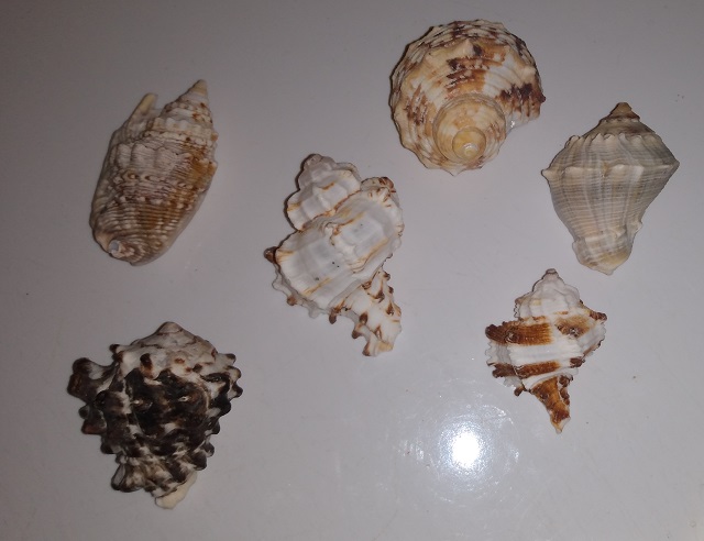 SHELL