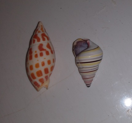 SHELL