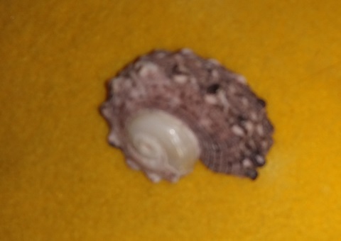 SHELL