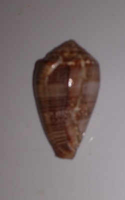 SHELL