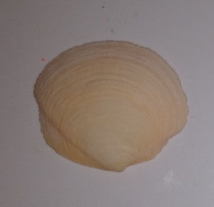 SHELL