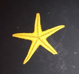 STARFISH
