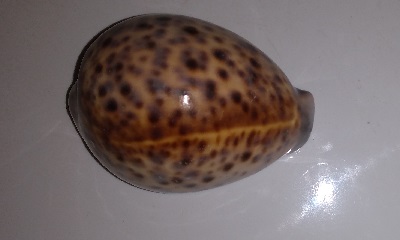 SHELL