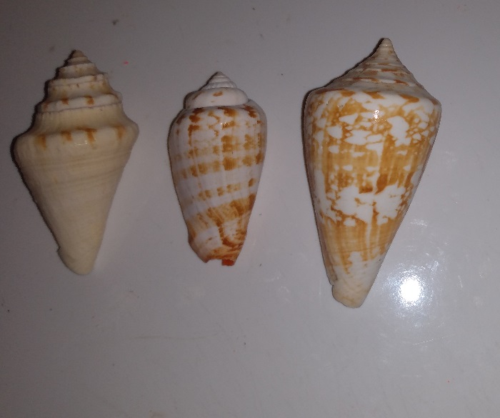 SHELL