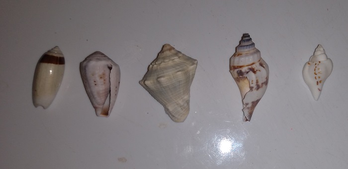 SHELL