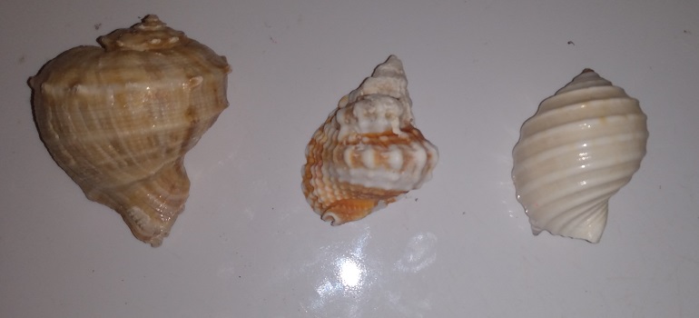 SHELL