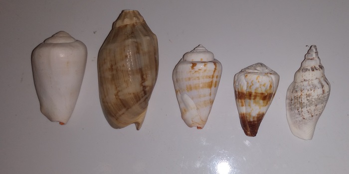 SHELL