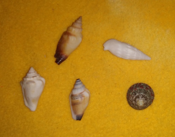 SHELL