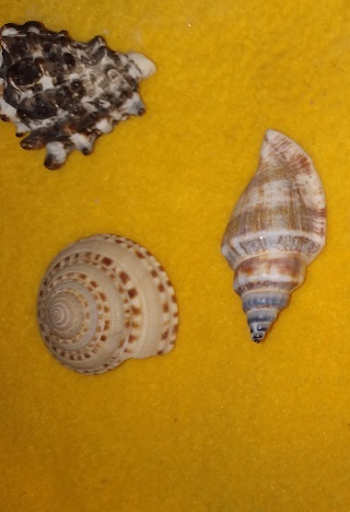 SHELL