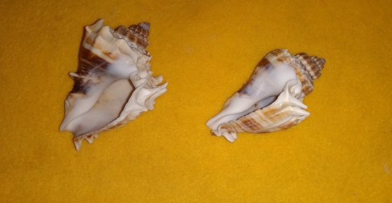 SHELL