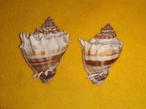 SHELL