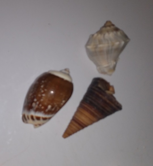 SHELL