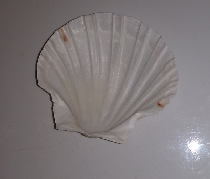 SHELL