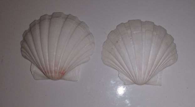 SHELL