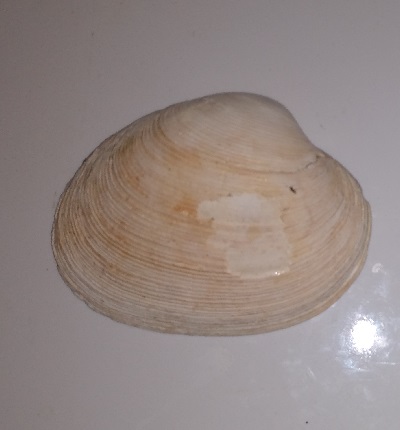 SHELL