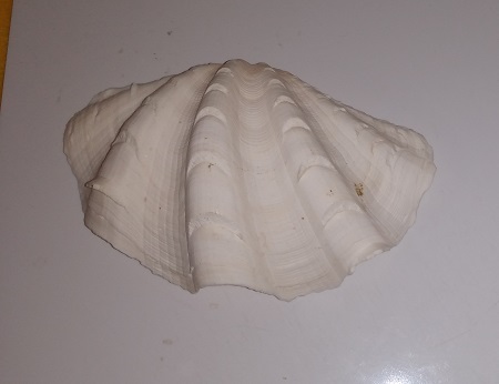 SHELL