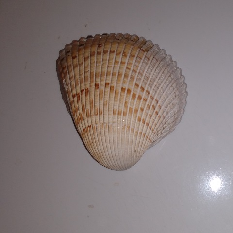 SHELL