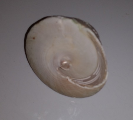 SHELL