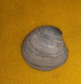 SHELL