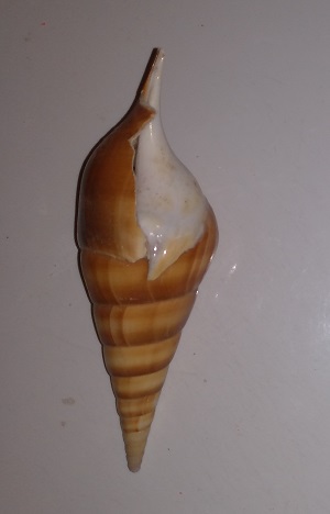 SHELL