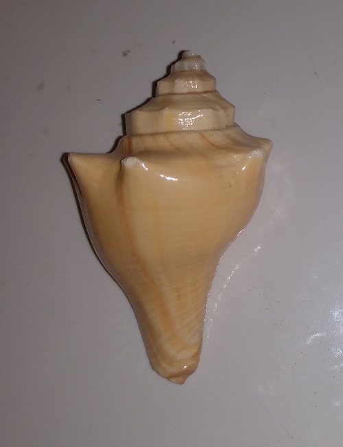SHELL