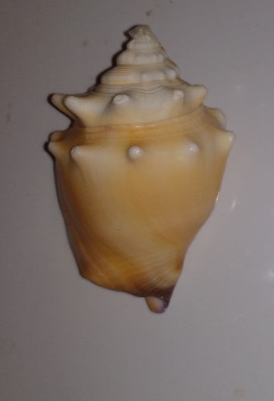 SHELL