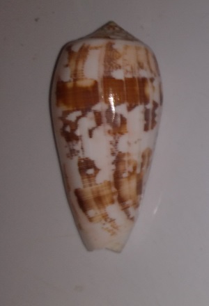 SHELL