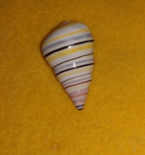 SHELL