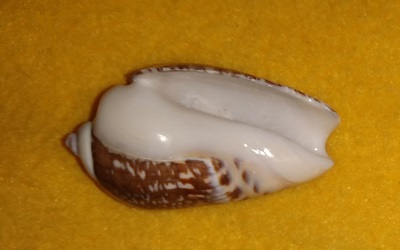 SHELL