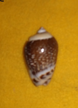SHELL