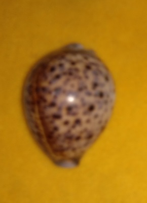 SHELL