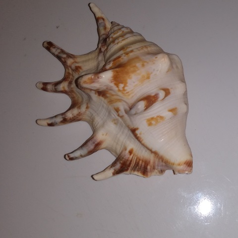 SHELL