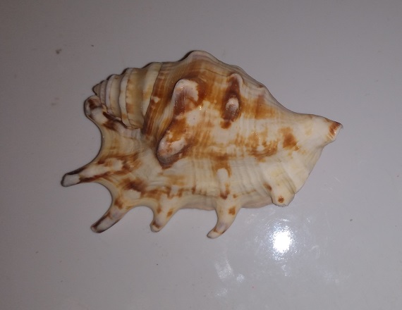 SHELL