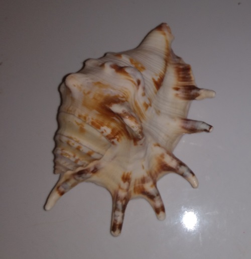 SHELL