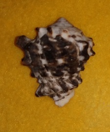 SHELL