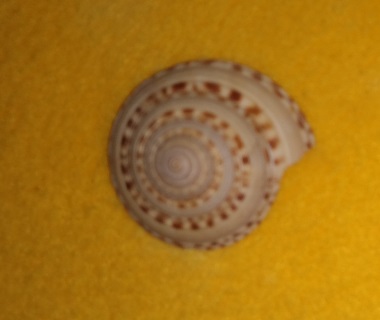 SHELL