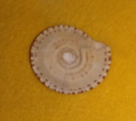 SHELL