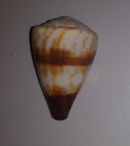 SHELL
