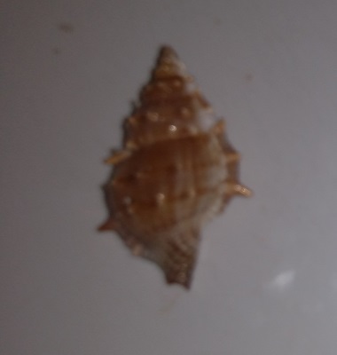 SHELL