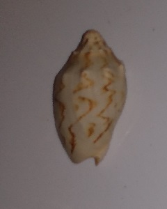 SHELL
