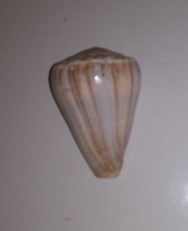 SHELL