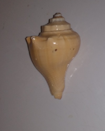 SHELL