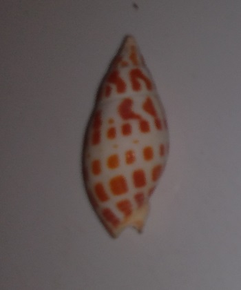 SHELL