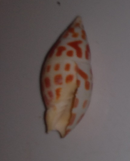 SHELL