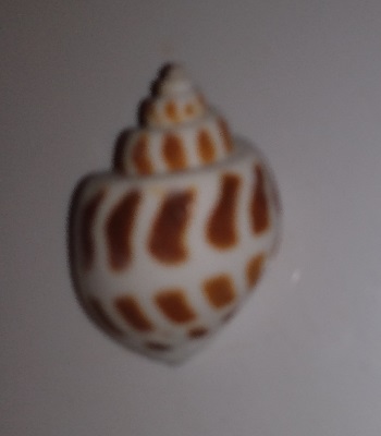 SHELL