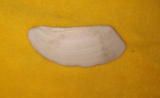 SHELL