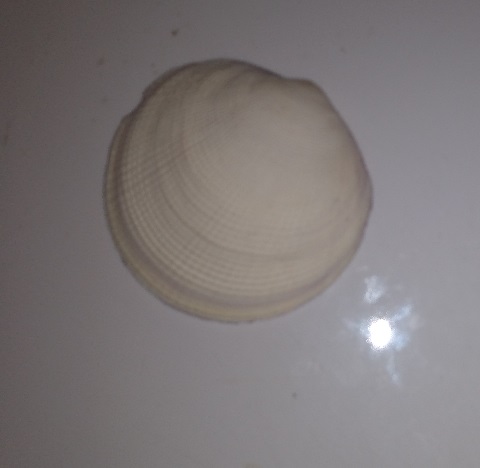 SHELL
