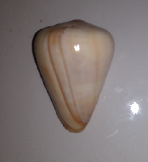 SHELL