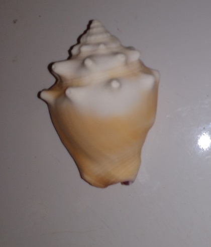 SHELL
